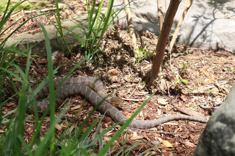 528 Hz Singing Bowl and 432 Hz Chakra Printed Bowl Bundle with Tuning Fork - 8” Bowl, 7” Bowl, Padded Carry Case, Suede Striker, and O-ring