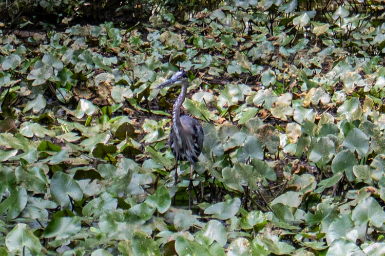 3pc Gold or Silver Weighted Tuning Fork Set - 174 Hz, 432 Hz, and 528 Hz, Solfeggio, Love Frequencies, Sound Healing, Energy Healing - Myriad Melodies
