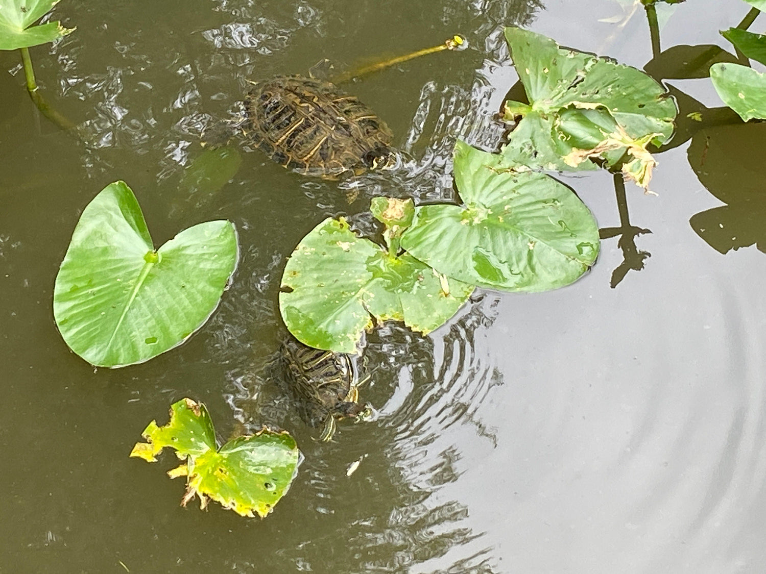 Heart Chakra and Merkaba Soul Purpose Tuning Fork Bundle - Perfect Pitch - Morganite Gemstone Infused, F-Note, Carry Bag, Gift For Her