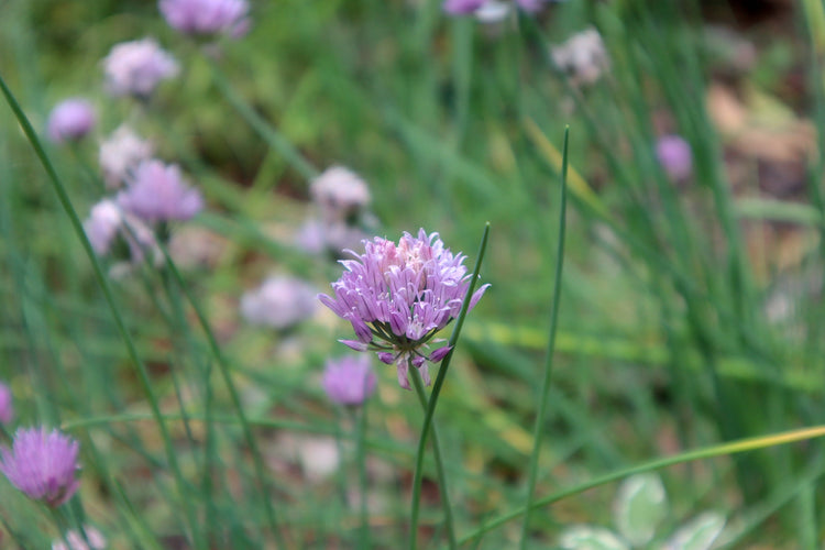 Fairy Fusion - 8" Steel Tongue Drum - F Key - Playfulness and Connection with Nature, Shamanic Drum, Ethereal Drum Vibration, Tank Drum